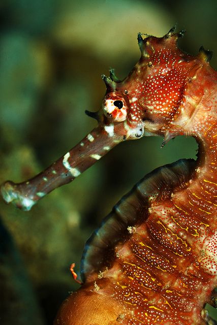 Thorny Seahorse by Luko Gecko Thorny Seahorse, Leafy Sea Dragon, Sea Dragons, Fauna Marina, Life Under The Sea, Sea Horses, Beneath The Sea, Deep Sea Creatures, Beautiful Sea Creatures