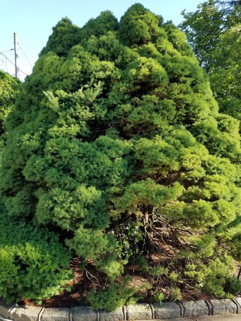 Can I trim back a dwarf Alberta spruce to make it smaller? Alberta Spruce, Discussion Starters, Hedge Trimmers, Lawn Care, Hedges, Arbor, Lawn, I Can, Trim