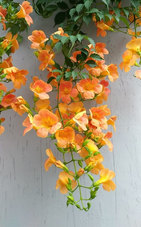 Fancy Flowers, Trumpet Vine, Good Morning Flowers Pictures, Language Of Flowers, Pretty Plants, Gorgeous Gardens, Little Flowers, Good Morning Flowers, Flower Beauty