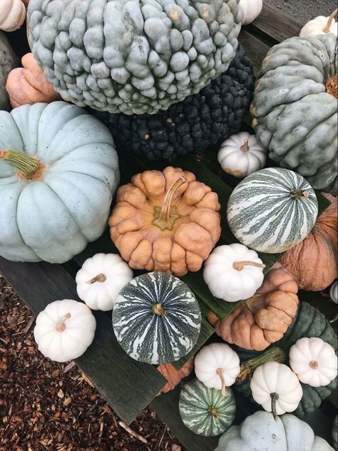 Fall Dining Room Table Decor, Summer Throw Blanket, Fall Dining Room Table, Oh My Gourd, Cozy Fall Vibes, Pumpkin Topiary, Pumpkin Display, Decorative Gourds, Herb Garden Design