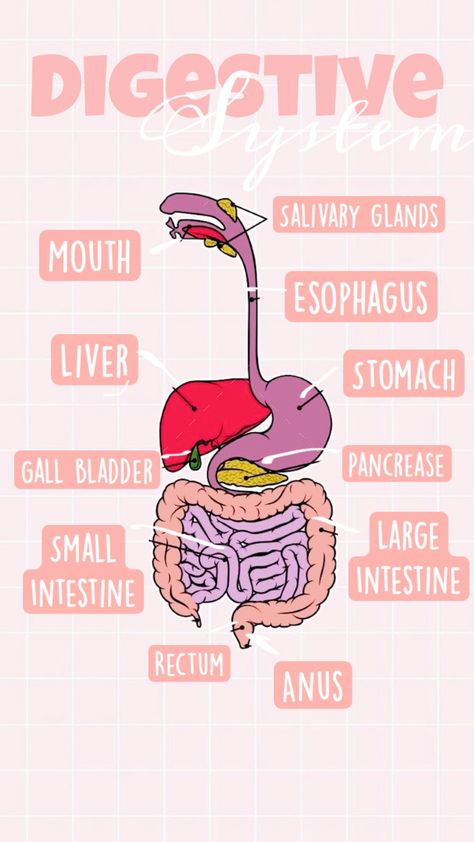 Digest system for y’all more information about each organ in my channel✨✨ Digestive System Organs, Salivary Gland, Digestive System, More Information