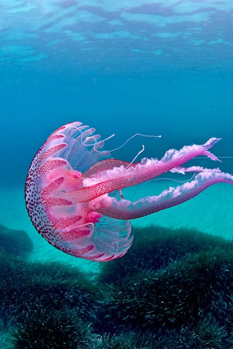 Aquatic Life Aesthetic, Sea Life Reference Photos, Sea Life Photography, Ocean Life Photography, Weird Sea Creatures, Jellyfish Photography, Pink Jellyfish, Wallpaper Rose, Cnidaria