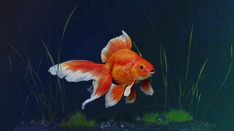 ArtStation - Fantail Goldfish, Eniya Lakshmanan Fantail Goldfish, Pretty Fish, Imagination Art, Aquarium Design, Greatest Adventure, Adventure Awaits, Goldfish, Art References, Fish Pet