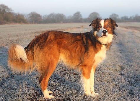 Welsh Sheepdog Welsh Sheepdog, English Dogs, Tattoos For Dog Lovers, English Shepherd, Frosty Morning, Dog Poses, Gorgeous Cats, Herding Dogs, Purebred Dogs