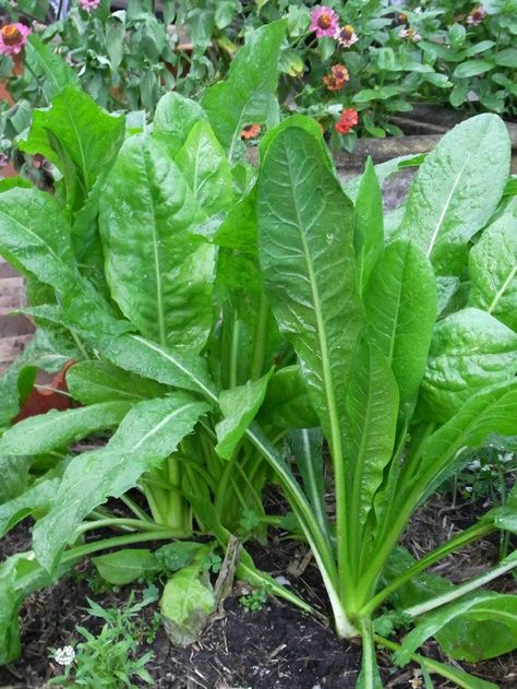 Chicory 'Spadona' Amanita Phalloides, Edible Wild Plants, Liver Failure, Chicory Root, Perennial Herbs, Wild Plants, Wild Mushrooms, Heirloom Seeds, Healthy Plants