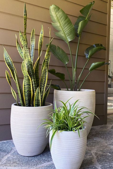 Potted Plants Patio, Idea Bedroom, نباتات منزلية, Potted Plants Outdoor, Patio Plants, Plant Decor Indoor, Aesthetic White, Decor Wallpaper, Outdoor Pots