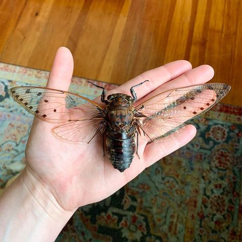 Cicada Wings Open, Cicada Wing Tattoo, Bug Wing Tattoo, Bug Wings Tattoo, Cicada Taxidermy, Cicada Aesthetic, Pinned Bugs, Insect Aesthetic, Entomology Aesthetic