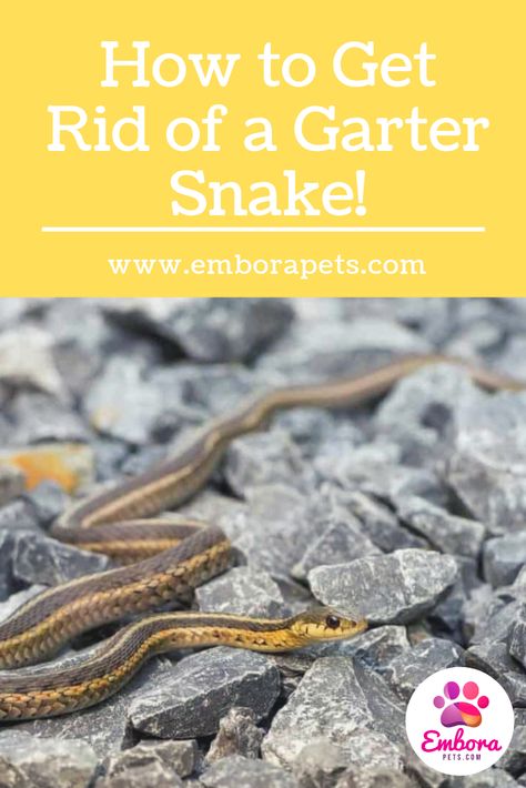 Garder Snake, Gardner Snake, Garter Aesthetic, Snake Repellant, Diy Garter, Garden Snake, Garden Snakes, Garter Black, Garter Snake