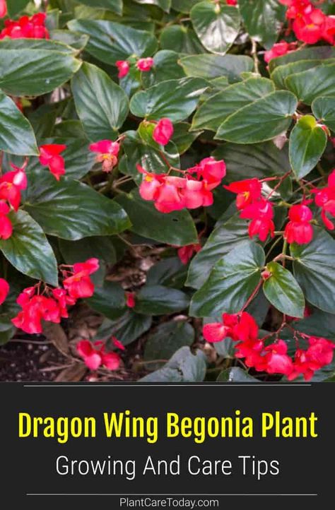 Dragon Wing Begonia Plant: grows vigorously, shiny dark green attractive leaves, wing-shaped long leaves, easy to grow, bushy mound Dragon Wing Begonia Container Gardening, Begonia Plant Care, Lakehouse Garden, Dragon Wing Begonia, Backyard Entrance, Begonia Dragon, Begonia Plant, Dragon Wing, Indoor Flowering Plants