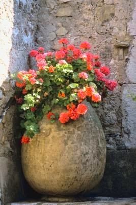 Aesthetic Flower Pot, Plant Garden Design, Potted Plant Garden, Design A Garden, Pot Gardening, Flowers Pot, Small Garden Ideas, Olive Jar, Pot Garden