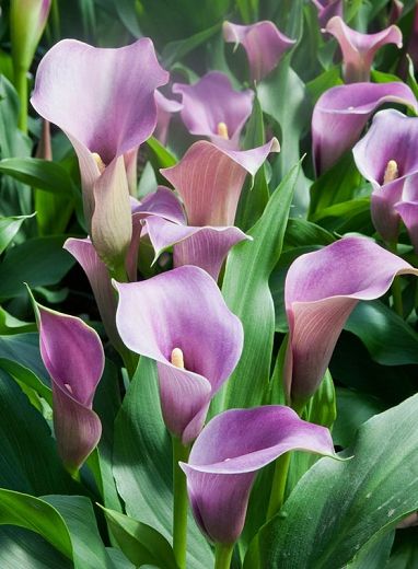 Calla Lily Bulbs, Arum Lily, Flower Identification, Calla Lily Flowers, Lily Garden, Lily Bulbs, Lily Bloom, Plant Combinations, Planting Bulbs