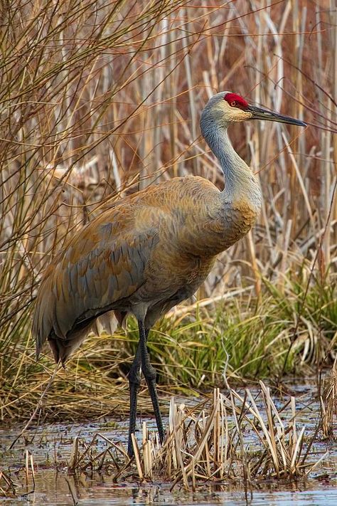 Nature Photograph - Sandhill Crane Standing in a Marsh of a Wildlife Refuge by Ron Grafe Sand Hill Crane, Colorado Birds, Waterfowl Taxidermy, Florida Birds, Snow Bird, Sandhill Cranes, Sandhill Crane, Heron Art, Wooden Figures