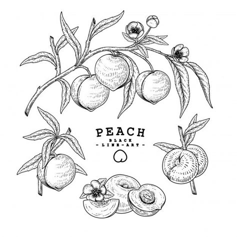 Peach Branch Drawing, Peach Branch Tattoo, Peaches Drawing, Nectarine Tattoo, Peach Sketch, Simple Peach Tattoo, Peaches Tattoo, Fruit Sketches, Peach Tree Tattoo