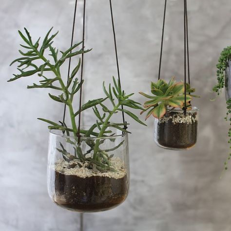 3 types shape : Water Drop, Diamond shape, Triangle shape ! You can hang the glass vase in the bedroom, living room, office Hanging Glass Planters, Hanging Plants Diy, Indoor Herb, Hanging Planters Indoor, Hanging Plants Indoor, Plant Therapy, Glass Planter, Large Planters, Hanging Pots