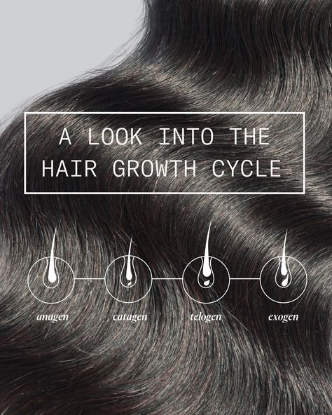 👀 Get a look into the hair growth cycle. Swipe to learn more about the 4️⃣ cycles your hair goes through. Hair Science, Skin Facts, Hair Growth Cycle, Hair Growth, The 4, To Learn, Hair Care, Blog Posts, Science