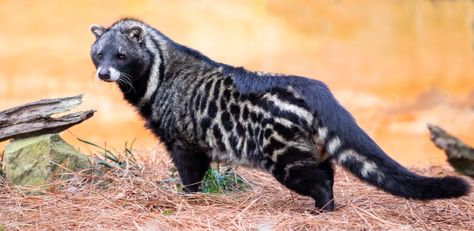 African Civet, Asian Palm Civet, Palm Civet, Interesting Animals, Unusual Animals, Pretty Animals, Wild Dogs, Silly Animals, Cute Wild Animals