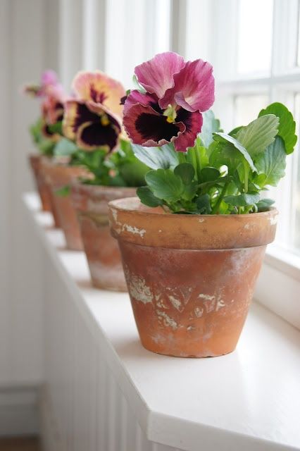 Pansy Perfection | Content in a Cottage Plant Room, Porch Living, Cottage Garden Design, Summer Ideas, Deco Floral, Flowers Garden, Terracotta Pots, Terra Cotta, Love Flowers