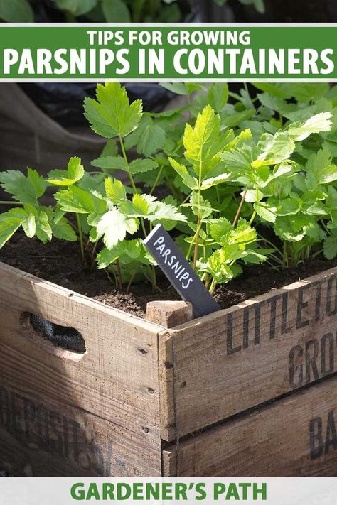 A close up vertical image of a wooden planter growing parsnips pictured in light sunshine. To the top and bottom of the frame is green and white printed text. Parsnip Growing, Parsnip Plant, Growing Parsnips, Raised Garden Beds Diy Vegetables, Green Backyard, Bucket Gardening, Container Vegetables, Garden Insects, Plant Diseases