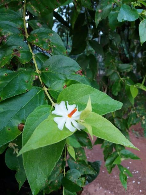 Prajkta.parijat flower. Morning dew. Parijat Tree, Parijat Flower, Happy Wedding Anniversary Wishes, Wedding Anniversary Wishes, Anniversary Wishes, Wonderful Flowers, Morning Dew, Hand Art Drawing, Hand Art