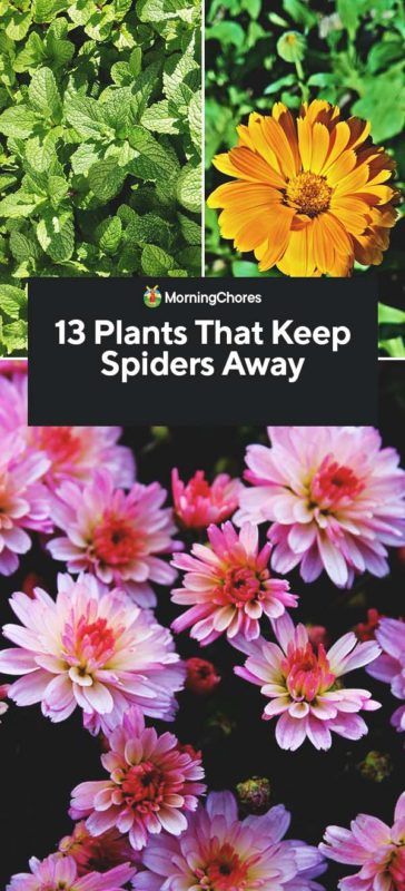 13 Plants That Keep Spiders Away What Plants Repel Spiders, Spider Repellent Plants, Plants That Repel Spiders, Spider Killer, Spiders Repellent, Get Rid Of Spiders, Lavender Plants, Growing Rosemary, Planting Onions