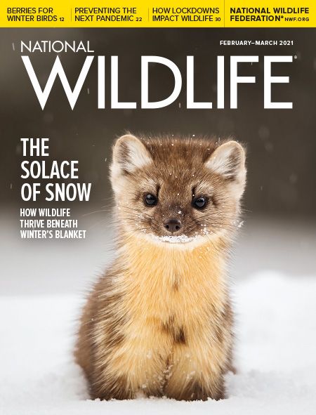 National Wildlife® Magazine Archive Animal Magazine Cover, Poster On Wildlife Conservation, Wildlife Magazine Cover, National Geographic Magazine Covers, Magazine Cover Layout, Natgeo Magazine Cover, Vintage National Geographic Magazine Covers, Animal Magazines, Forest Ecosystem