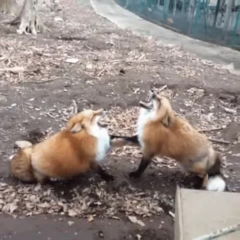 Two foxes laugh Fox Memes, Laugh Meme, Fox Pictures, Pet Fox, Fluffy Animals, Cute Fox, Funny Animal Memes, Cute Little Animals, Animal Memes