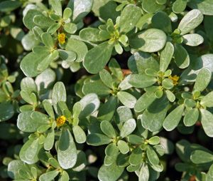 Common Purslane, Types Of Soils, Edible Leaves, Master Gardener Program, Succulent Leaves, Portulaca Oleracea, Master Gardener, Seed Pods, Organic Matter