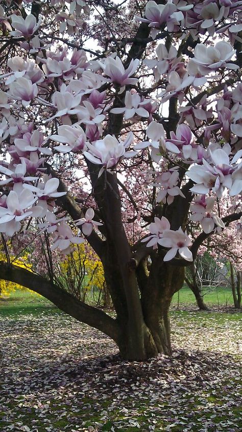 Magnolio #AmyVillarreal http://cincuentopia.com Magnolia Soulangeana, Magnolia Tree, Magnolia Trees, Have Inspiration, Unique Trees, Garden Trees, Bougainvillea, Mark Twain, Flowering Trees