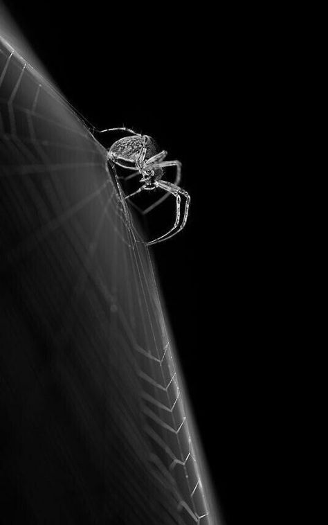 #blackandwhitephotography Annabelle Cane, Black And White Nature Photography, Black And White Nature, Get Rid Of Spiders, Baba Jaga, Spider Art, White Nature, The Boogeyman, Beautiful Bugs