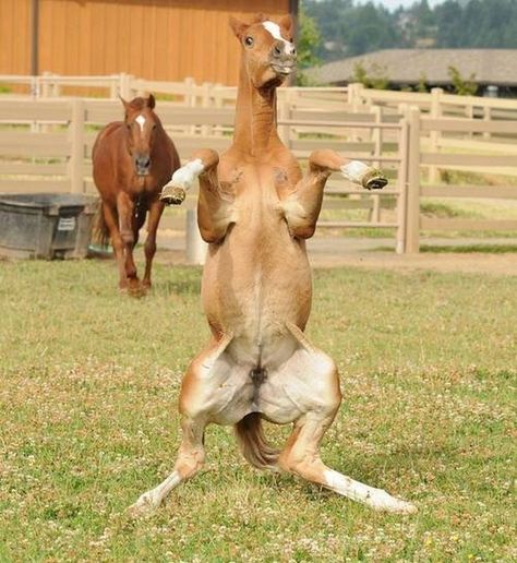 16 Silly Horses Whose Expressions Would Make Your Day So Much Better - I Can Has Cheezburger? Thinking Meme, Dog Doing Yoga, Hilarious Animals, Horse Dance, Funny Horses, Horse Wallpaper, Funny Horse, Cute Horses, Food Tips