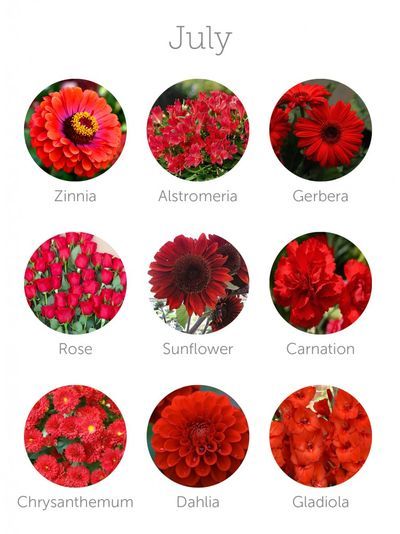 Flowers In Season, Flower Dictionary, Pruning Roses, Different Kinds Of Flowers, Wedding Flower Guide, July Flowers, List Of Flowers, Flower Guide, Flower Meanings