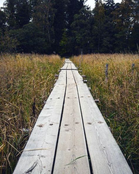 Top 50 Best Wooden Walkway Ideas - Wood Path Designs Wetland Walkway, Big Leaf Plants, Wood Walkway, Wood Path, Wooden Path, Long Boards, Walkway Design, Walkway Ideas, Walkways Paths