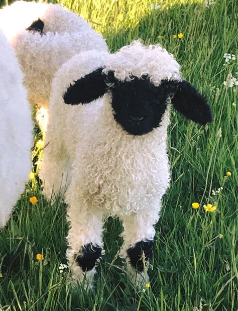 Valais Blacknose Sheep Natural Lawn, Blacknose Sheep, Valais Blacknose, Valais Blacknose Sheep, Animals Tattoo, Natural Farming, Sheep Breeds, Switzerland, Sheep