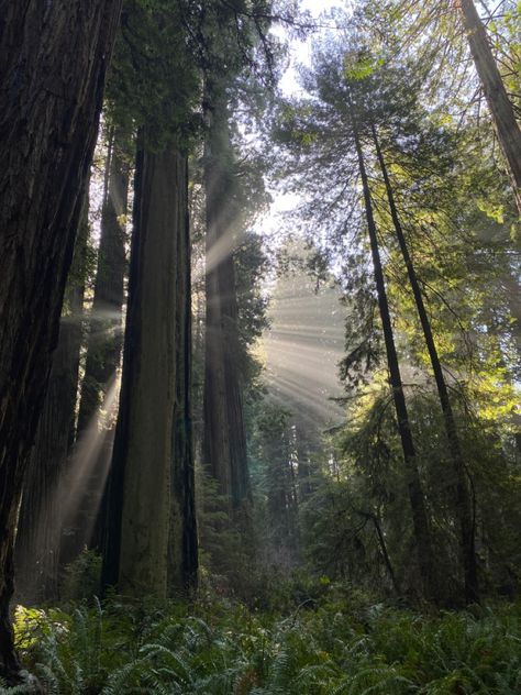 nature, outdoors, redwoods, humboldt county, california, norcal, sun beams Sun Beams Aesthetic, Sena Core, Sun Beams, Redwood Trees, Humboldt County, Redwood Tree, Elena Gilbert, Dream Life, Beams