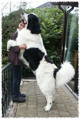 Landseer Newfie Their huge body tends to move rather slowly.....When an intruder is caught they are more likely to hold them at bay, either by trapping them in a corner or placing themselves in-between the burglar and the family rather than an all out attack.....ANY DOG, ANIMAL, CHILD, OR VISITOR WHO HAS NO EVIL INTENTION WILL RECEIVE A FRIENDLY WELCOME" :D Landseer Dog, Pet Anime, Huge Dogs, Giant Dogs, Newfoundland Dog, Newfoundland, Beautiful Dogs, Big Dogs, Animals Friends