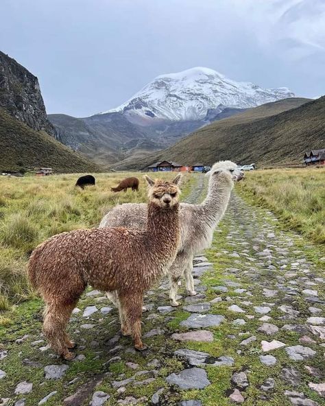 Serranía ecuatoriana. Fondo volcán el Chimborazo ❤ Ecuador Mountains, Ecuadorian Culture, Latina Vibes, Travel Colombia, Ecuador Travel, Andes Mountains, America Latina, The Tourist, Galapagos Islands