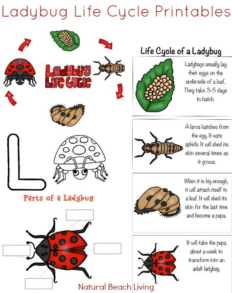 Awesome Ladybug Life Cycle Activities and Free Printables for kids, Natural learning, Science, Hands on learning, Preschool Alphabet activities, Great Books Bug Life Cycle, Ladybug Life Cycle Activities, Apple Tree Activity, Preschool Alphabet Activities, Ladybugs Preschool, Life Cycle Worksheet, Life Cycle Activities, Ladybug Life Cycle, Natural Learning