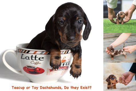 Dachshund Temperament, Teacup Dachshund, Toy Dachshund, Standard Dachshund, Rare Dogs, Mini Dachshund, Types Of Animals, Teacup Puppies, Dachshund Puppies