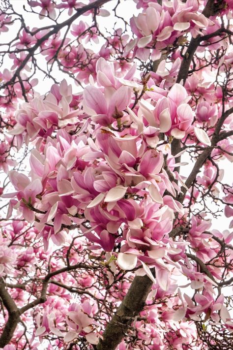 pink magnolia tree in paris Pink Magnolia Aesthetic, Magnolia Aesthetic, Pink Magnolia Tree, Case Transparente, Spring In Paris, Perfect Photography, Springtime In Paris, Magnolia Tree, Eliza Doolittle