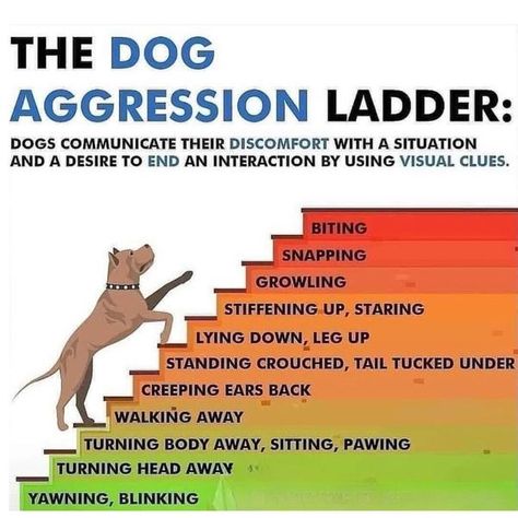 It's A Ruff Life Rescue Dog Emotions, Dog Aggression, Dog Body Language, Basic Dog Training, Dog Training Advice, Bad Behavior, Dog Brain, Puppy Training Tips, Dog Training Videos