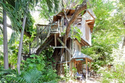 miami treehouse airbnb Permaculture Farm, Florida Trees, Treehouse Masters, Canopy And Stars, Airbnb Rentals, Beach Events, Overwater Bungalows, Luxury Camping, Urban Oasis