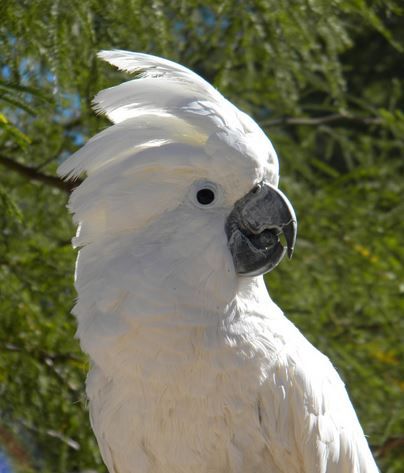 Umbrella Cockatoo, White Cockatoo, Parrot Tattoo, Parrots Art, Macaw Parrot, Pet Bird, Bird Lovers, Beautiful Birds, Animal Drawings