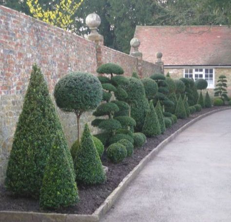 Isn't this the most amazing Topiary border? Created with cones, balls and cloud trees. We love it. Topiary Garden, Topiary Trees, Garden Shrubs, The Secret Garden, Formal Gardens, Gorgeous Gardens, Garden Cottage, Front Garden, Outdoor Plants