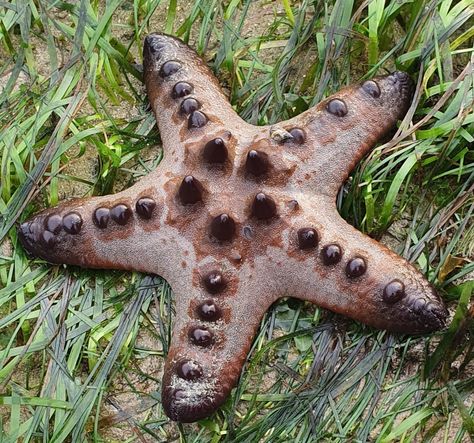 Star Fish, Chocolate Chip Starfish, Starfish Reference Photo, Starfish Beach Aesthetic, Star Fish Photography, Orange Starfish Aesthetic, Ocean Aesthetic Starfish, Choco Chips, Mysterious Places