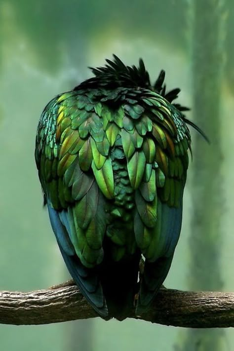 Blue Feathers, I Love Green, Green Inspiration, Blue Inspiration, Green Bird, All Things Green, Blue Stones, Simple Green, Green With Envy