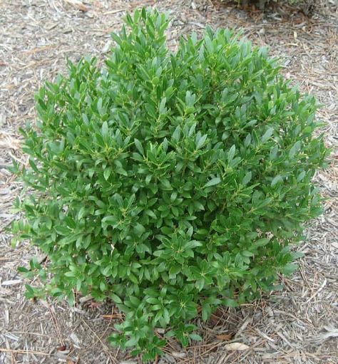 Our Top 6 Replacements for Your Overgrown Shrubs - Landscape Design, Installation, Maintenance and Native Plant Nursery | Lauren's Garden Service Inkberry Holly, Holly Shrub, Shrubs For Landscaping, Low Growing Shrubs, Holly Bush, Low Maintenance Shrubs, Evergreen Hedge, Hosta Plants, Plant Catalogs