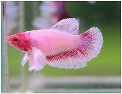 Female Betta Fish, Female Betta, Conure Bird, Betta Aquarium, Fish Tank Design, Fish Tropical, Pretty Fish, Betta Tank, Pink Fish