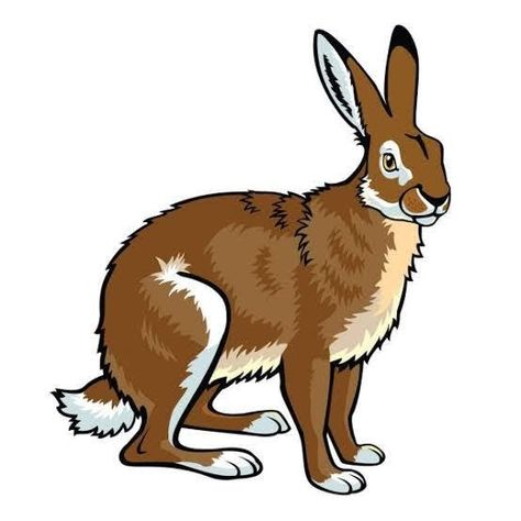 Hare Pictures, Vector Picture, Hare Illustration, Rabbit Clipart, Rabbit Pictures, Jack Rabbit, Animal Clipart, Pictures To Draw, Image Illustration