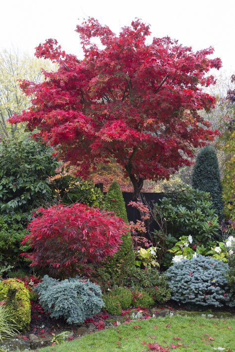 Maple Tree Landscape, Acer Trees, Tree In Autumn, Japanese Garden Landscape, Japanese Maple Tree, Acer Palmatum, Garden Aesthetic, Red Tree, Garden Landscape Design