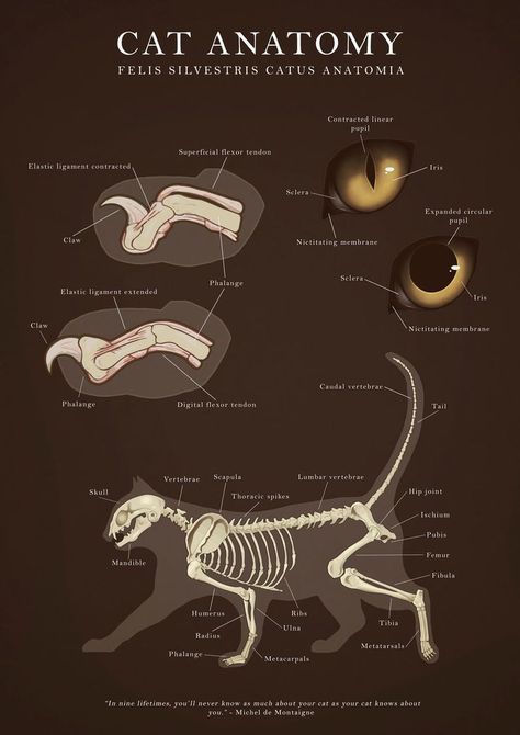 Anatomy Animals Study, Cat Paw Anatomy, Veterinary Illustration, Animal Anatomy Art, Anatomy Of A Cat, Veterinary Medicine Student, Vet School Motivation, Feline Anatomy, Vet Tech Humor